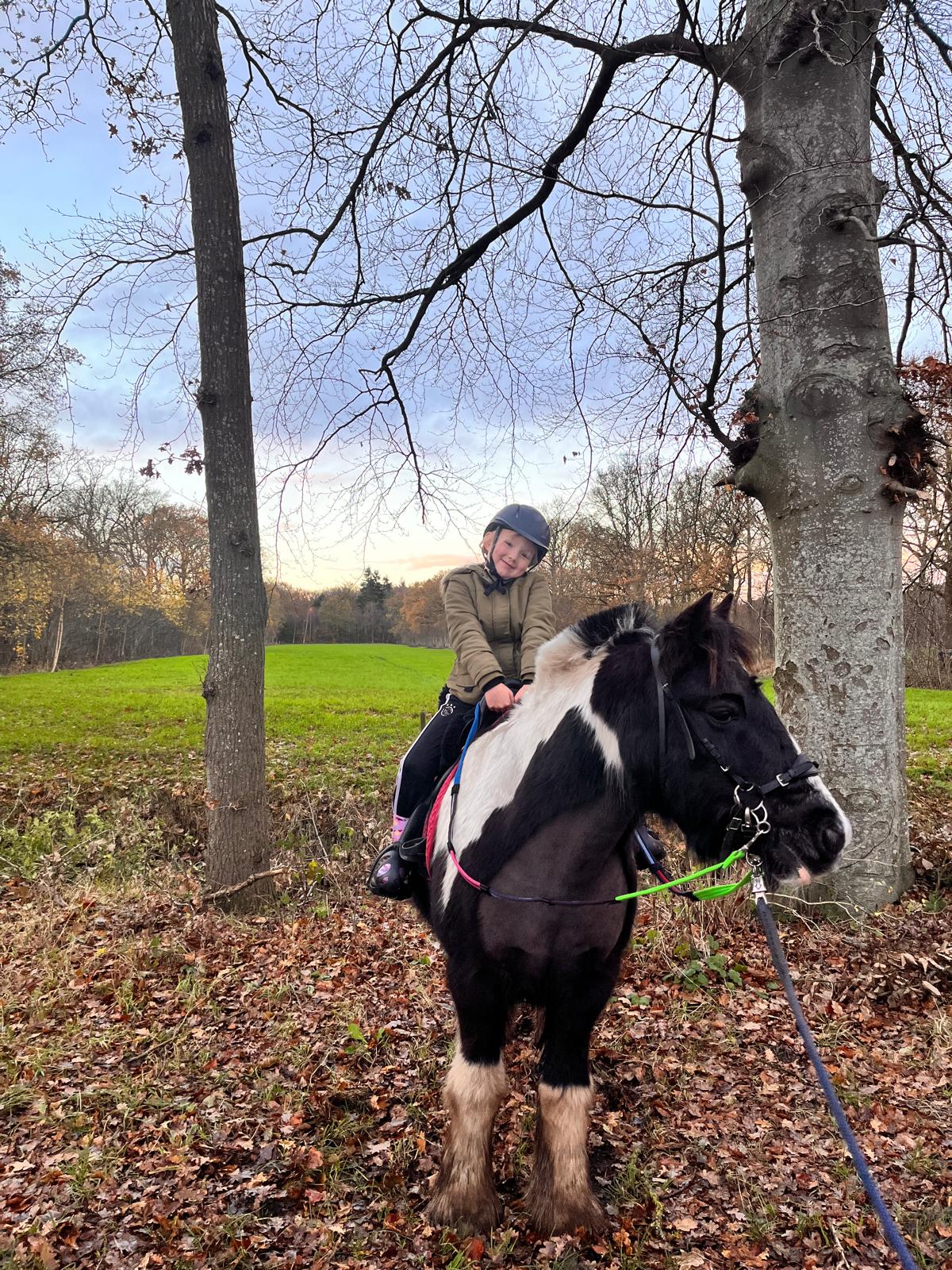Daisy op een Romano in het bos